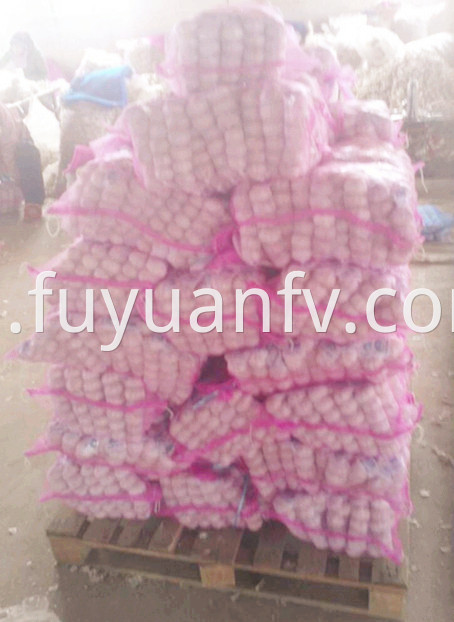 garlic in mesh bag export to Panama